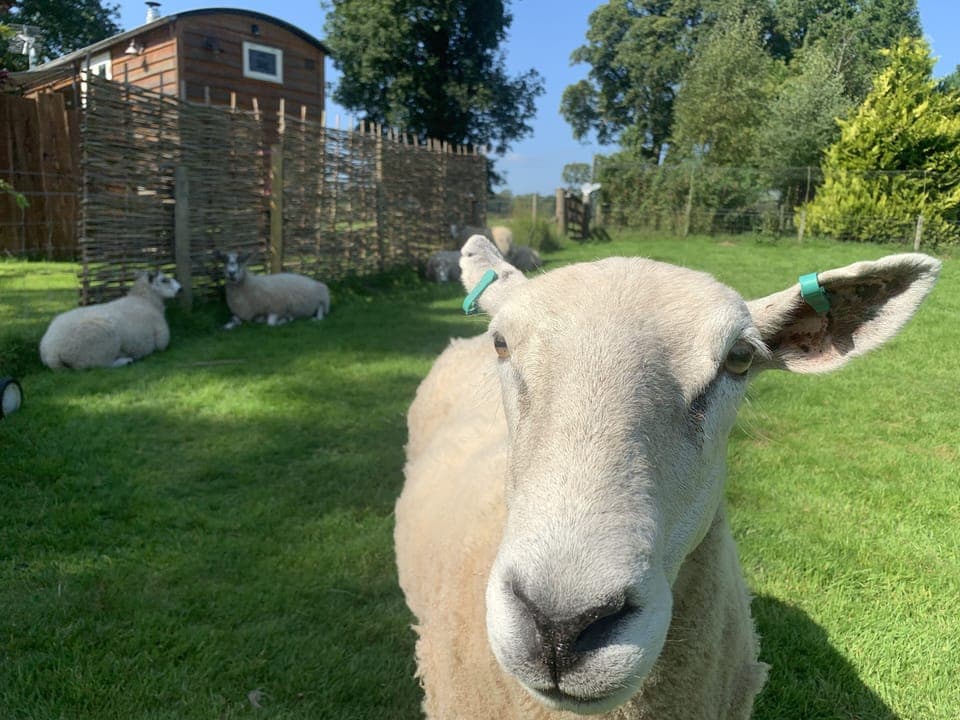 Daisy our friendly sheep and Dora and Dotty in the background.