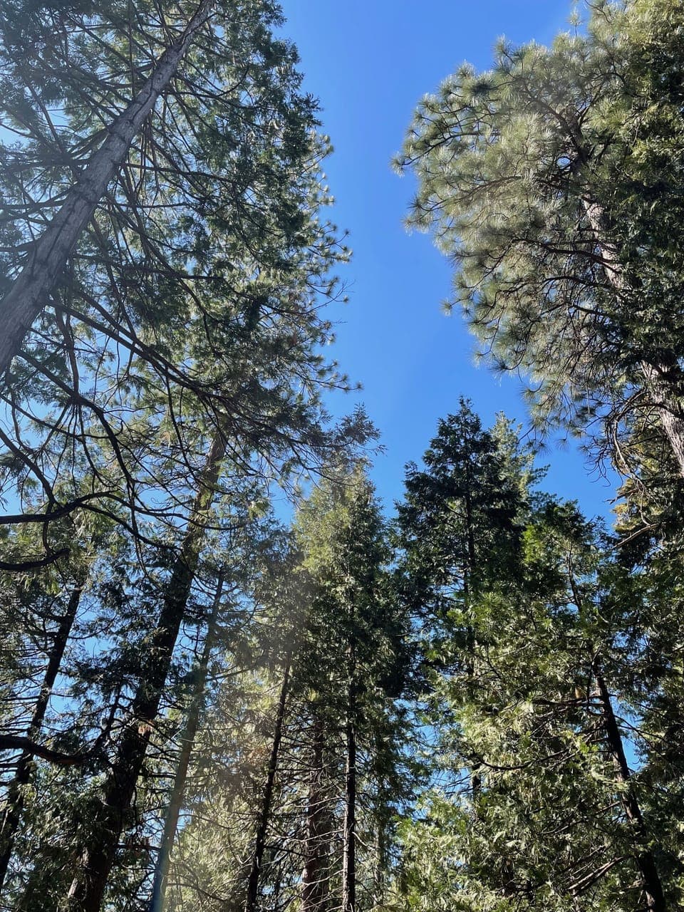 ✢ View all the surrounding trees from the deck. 
