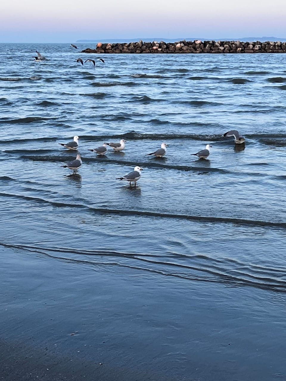 Gulls in winter at East Harbor state park