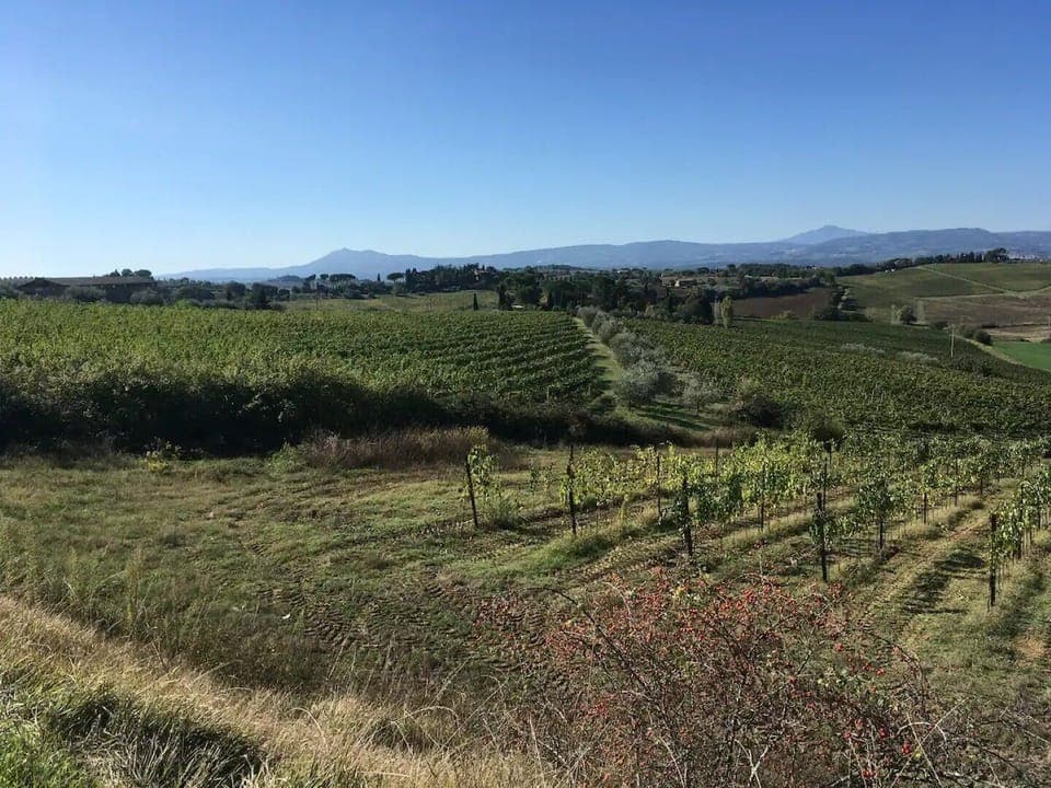 The nearby vineyard of Braccesca.