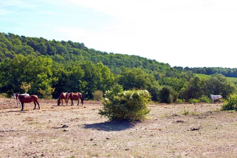 Region [summer] (>5 km)