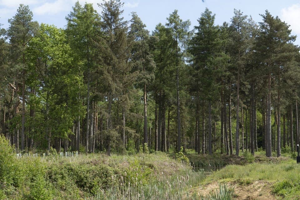 Overlooking woodland