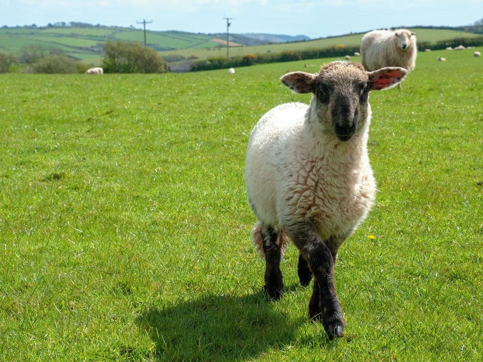 Outdoor area | Hafan Fach, Pembroke
