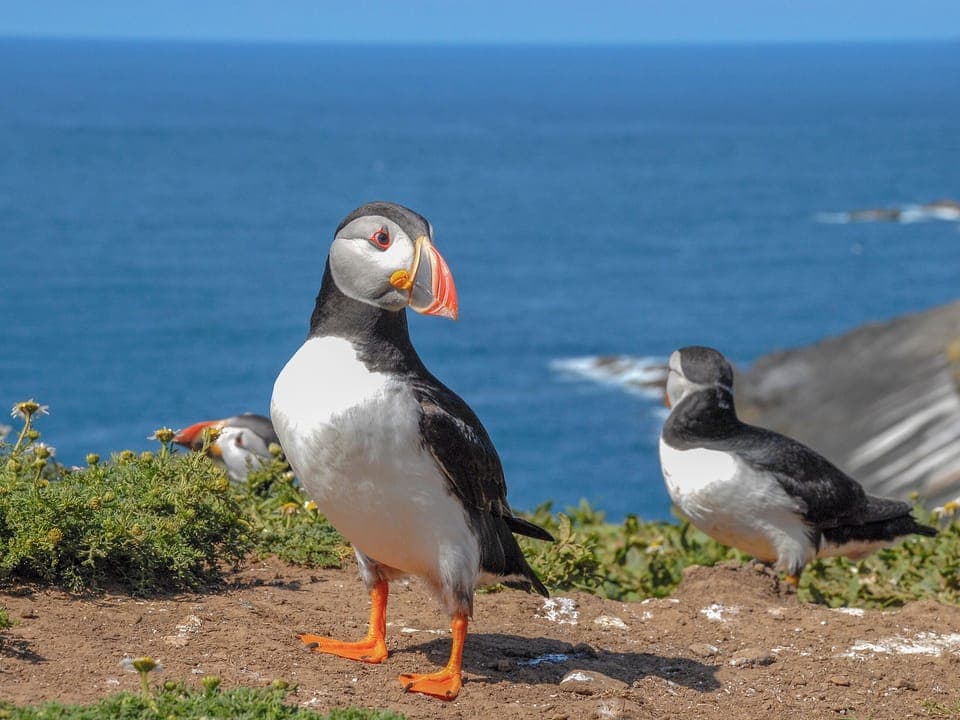 Beach | Rogeston Mount, Druidstone Cross - near Nolten Haven