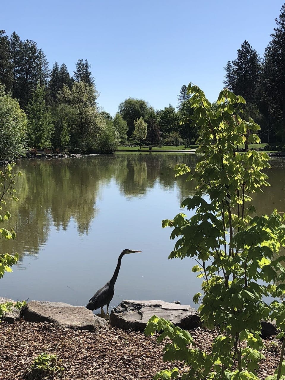 Manito Park Duck Pond 