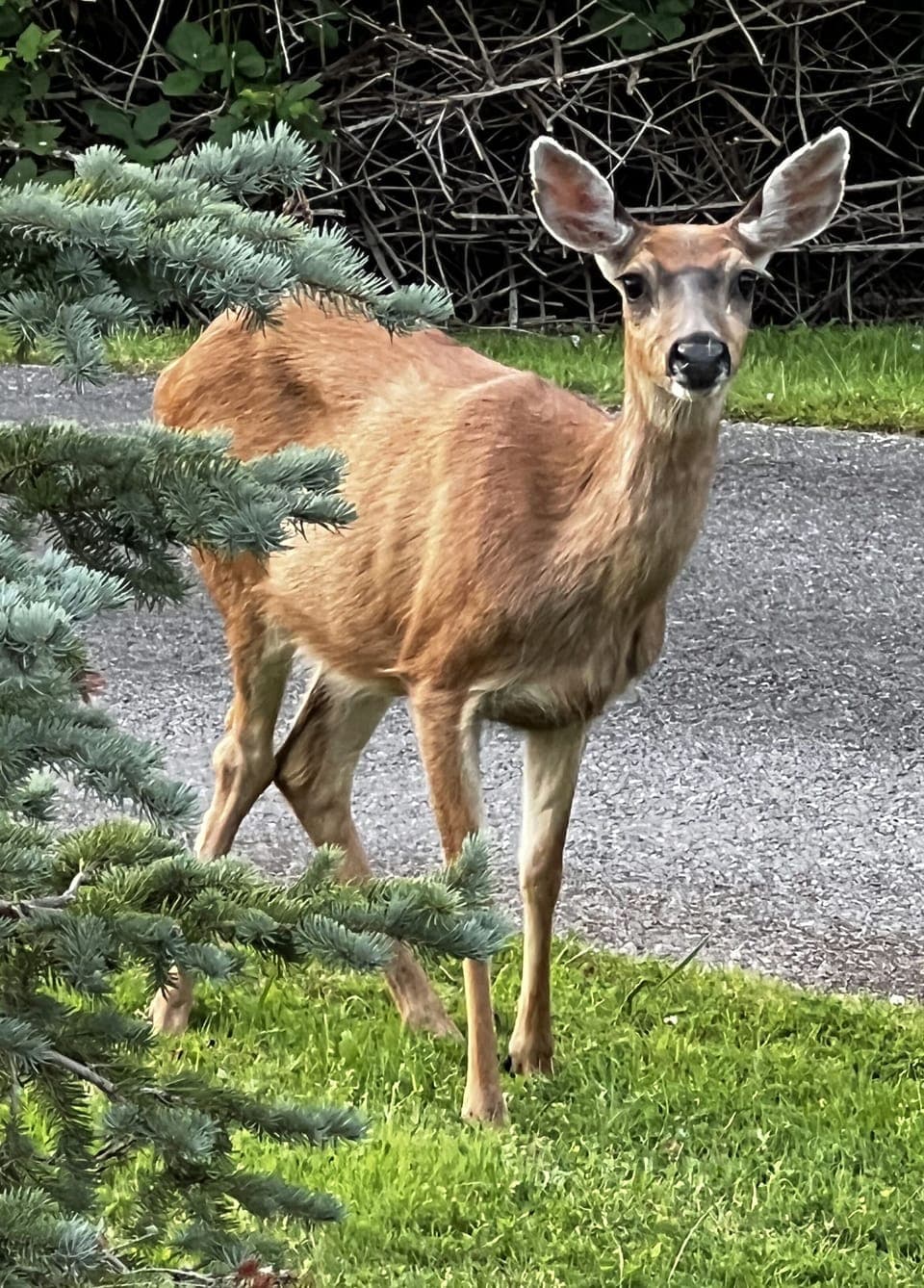 Deer Visit the Yard Several Times Daily