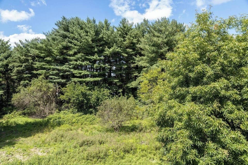 We have had multiple guests share that they have spotted deer in these woods.  It's the perfect place for watching wildlife! 