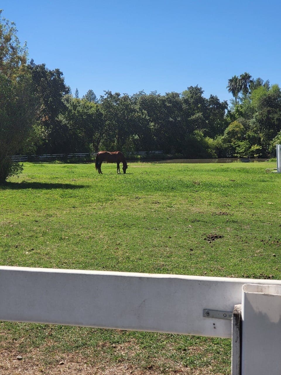 Stable and horse view property.
