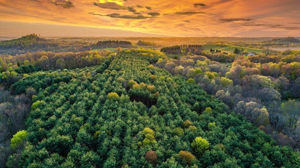 That little opening in the trees? It's the Carpenter's Cabin