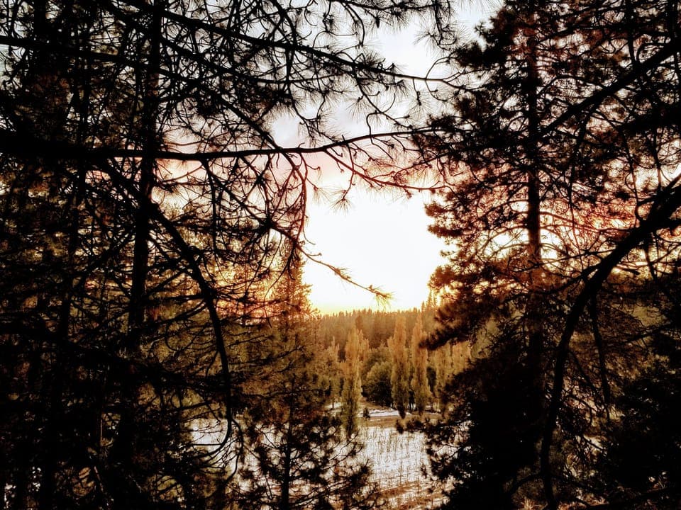 Orchard view from the deck