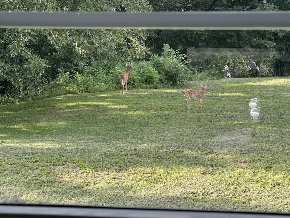 This is the view from the kitchen window. All sorts of wildlife to observe!