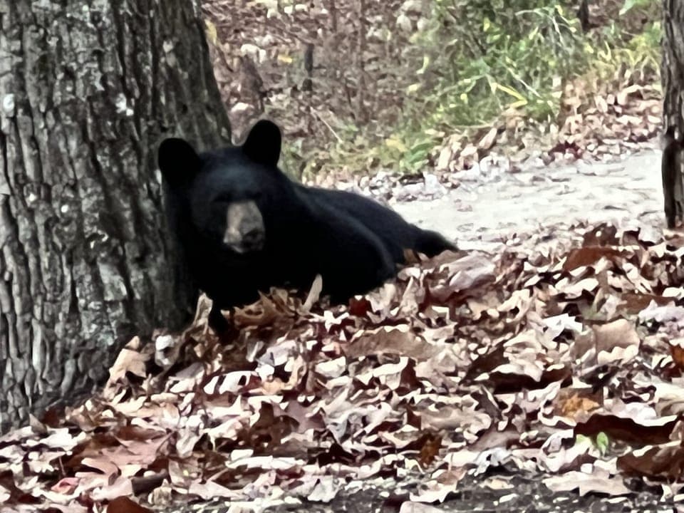 Come see the bear cubs