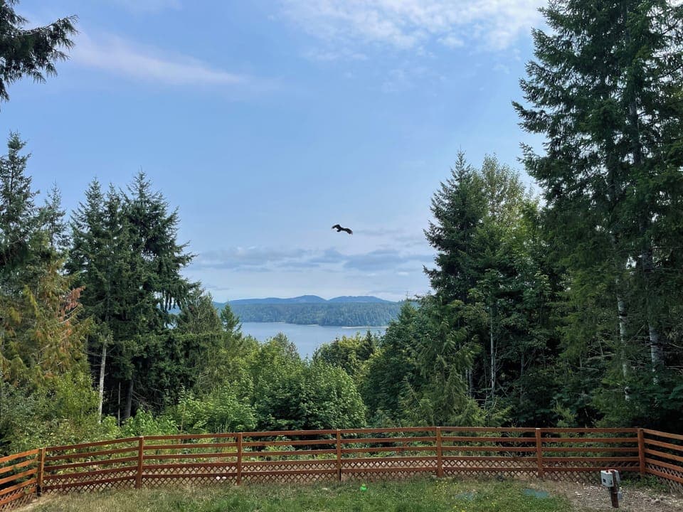 Eagle flying over property
