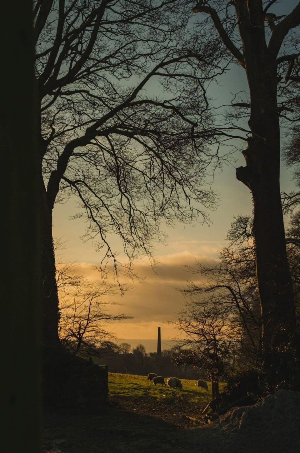 Photograph, Branch, Nature, Leaf, Atmospheric Phenomenon, Dusk, Twig, Brown, Landscape, Evening