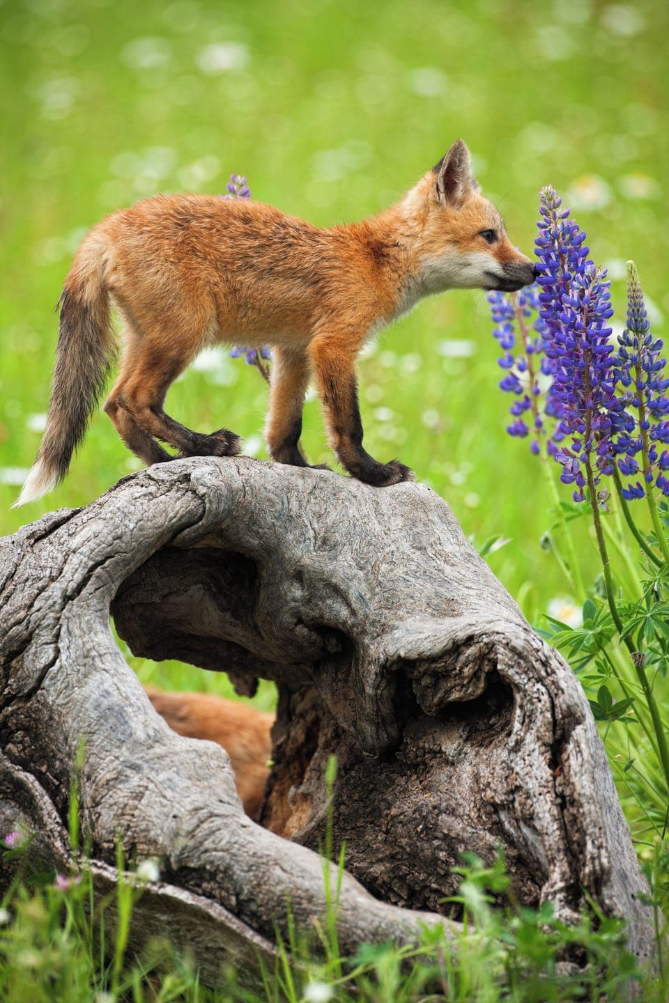Summer wildlife sightings galore!