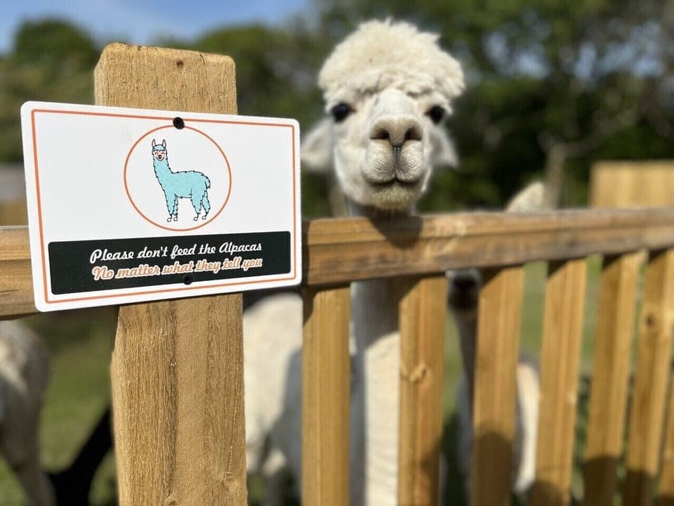 Alpacas come to visit