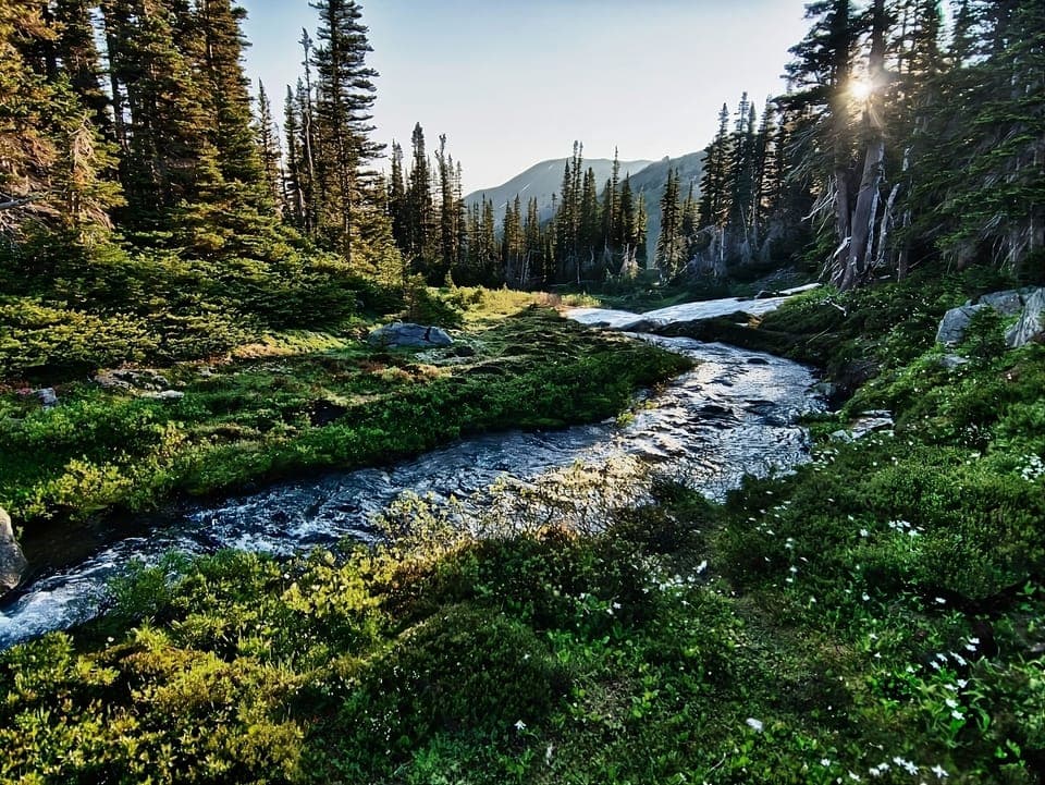 Olympic National Forest