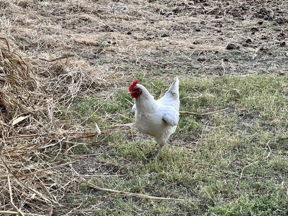 There are a few chicken wandering around
