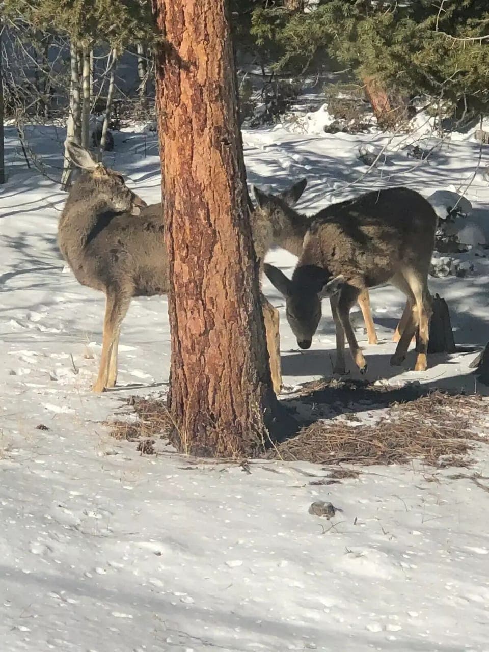 Wildlife