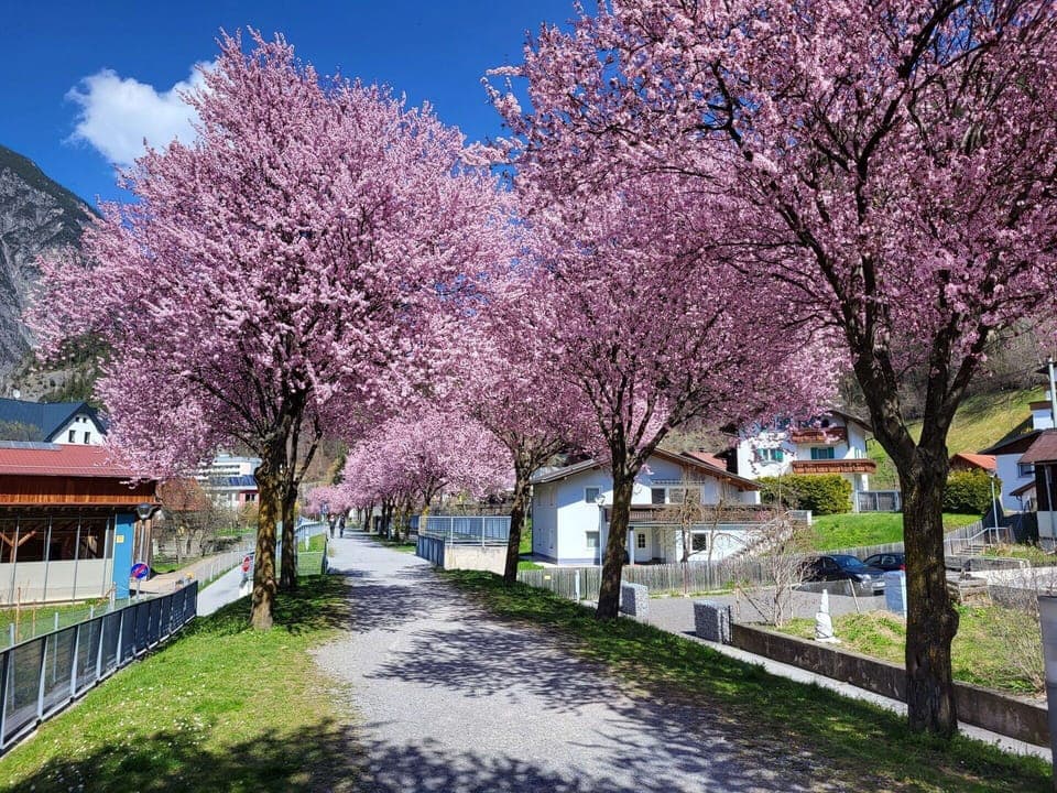 Flower, Plant, Daytime, Sky, Light, Tree, Branch, Infrastructure, Botany, Natural Landscape