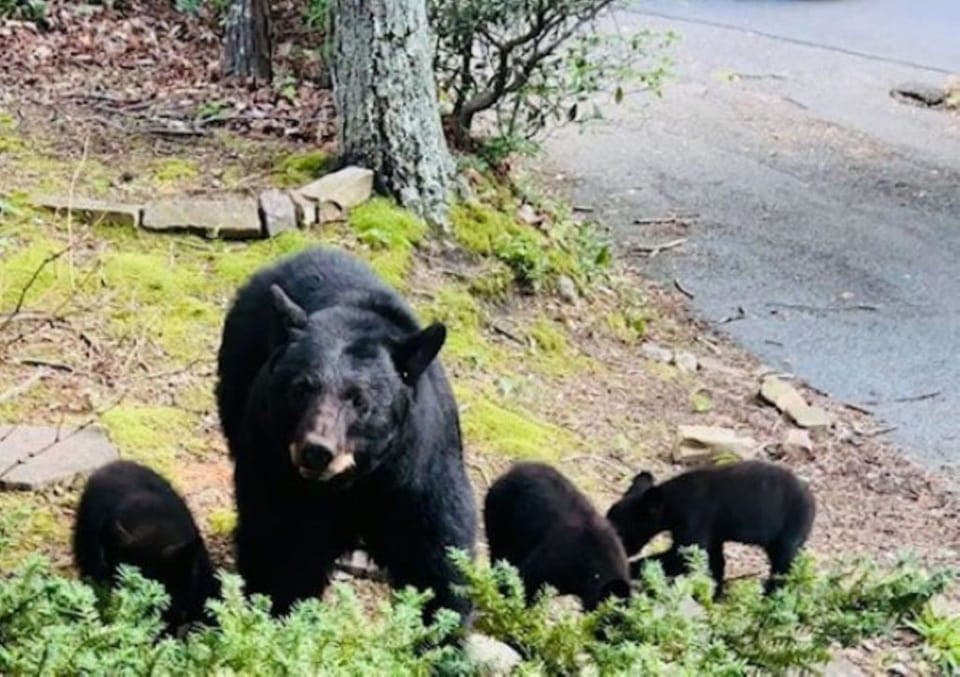 MAMA BEAR & CUBS @ BEAR CORNER CHALET