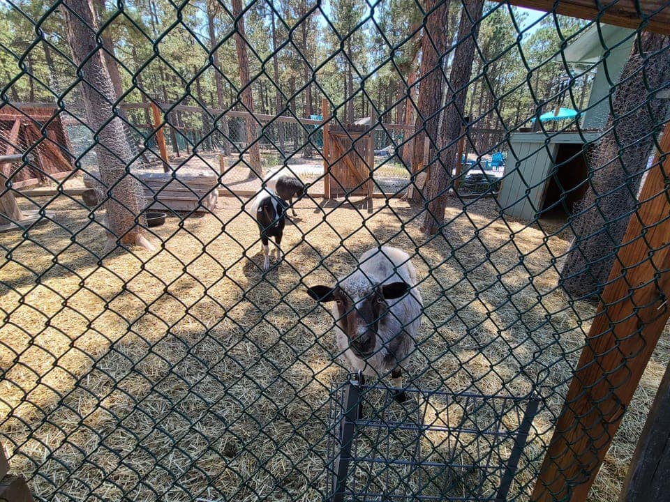 Feel free to feed the livestock. They love animal crackers!