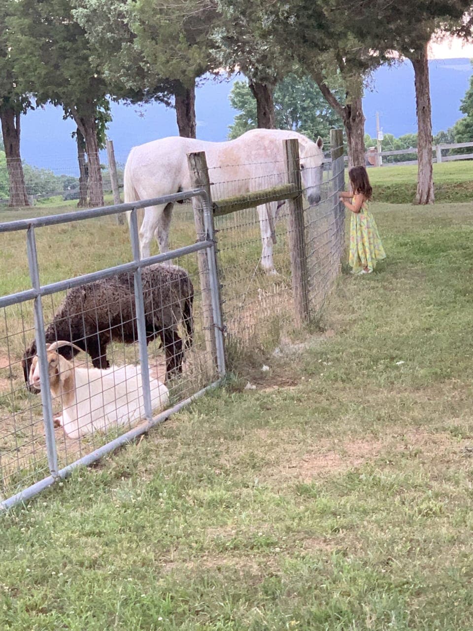 youngs visitors enjoy our pasture pets