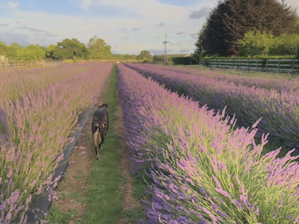 Dec to Jan is when the flowers bloom.