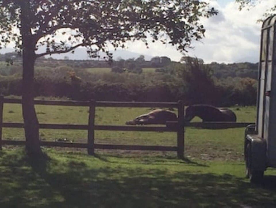 Our horses snoozing!