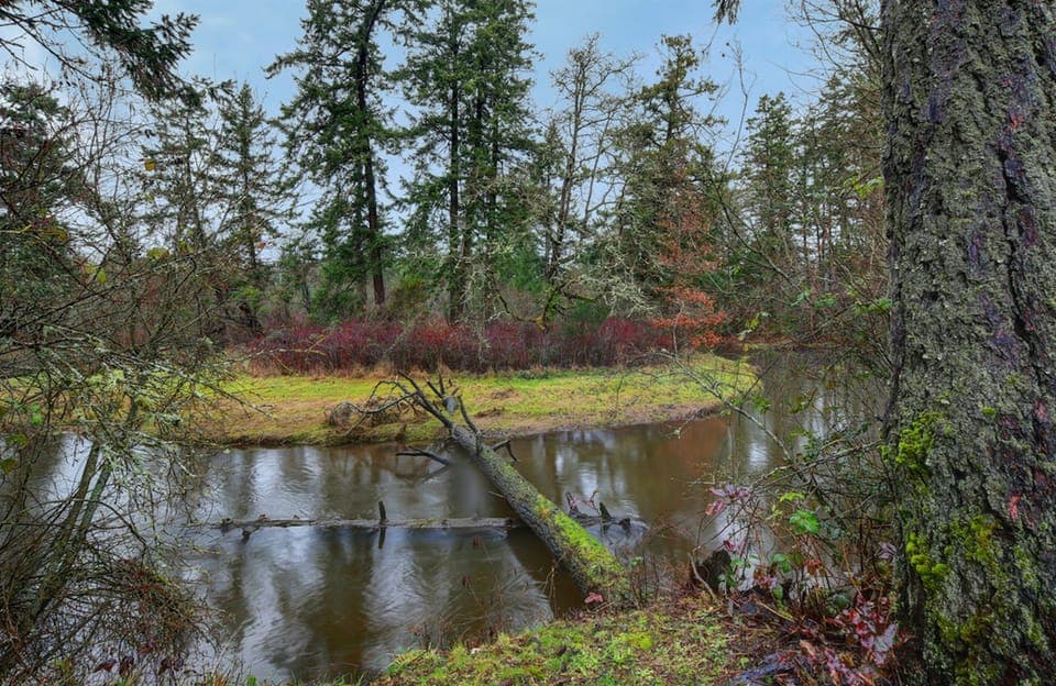Craigflower Creek runs right through the backyard!