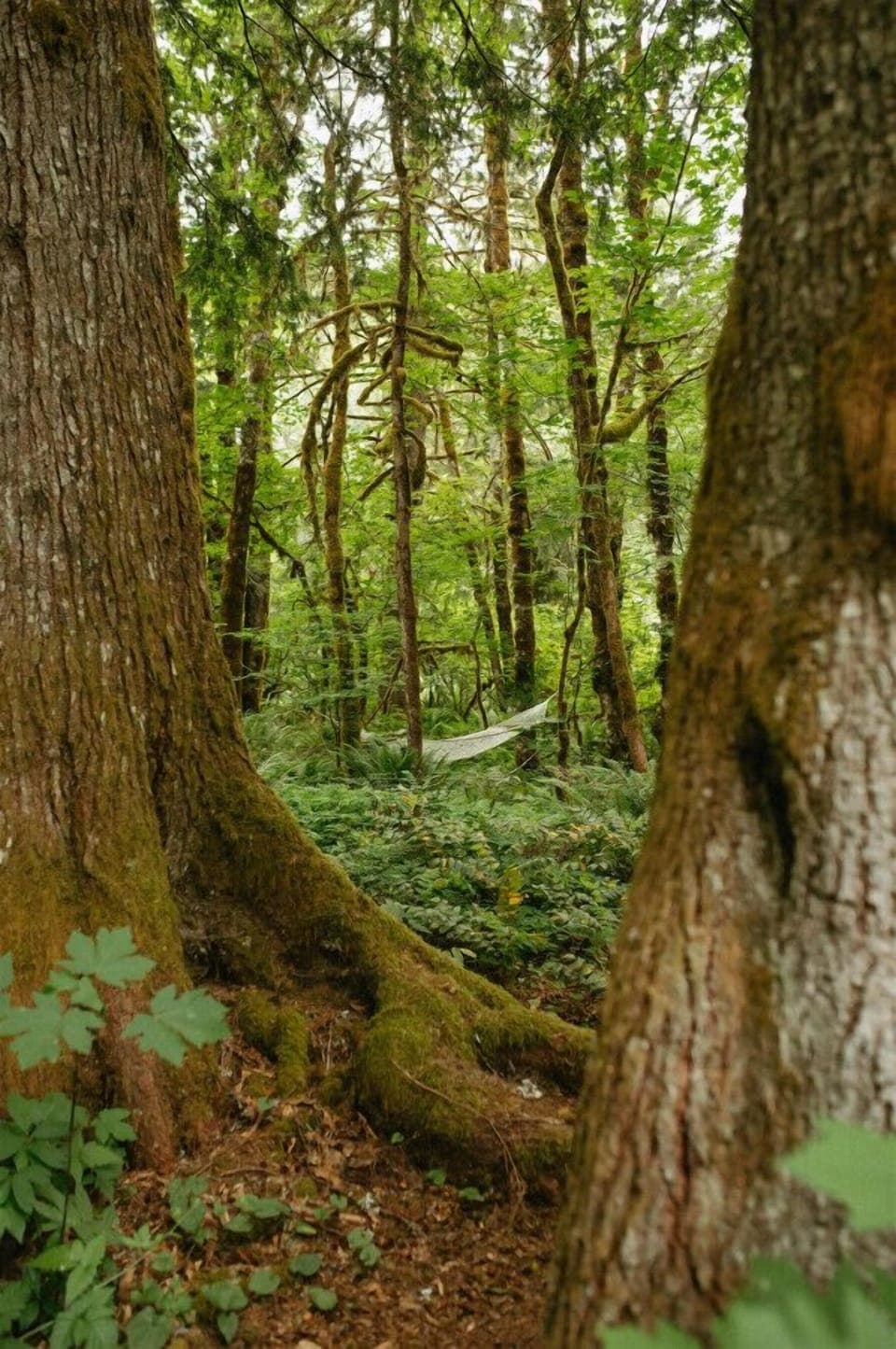 Follow the trail in our backyard forest to the hammock.