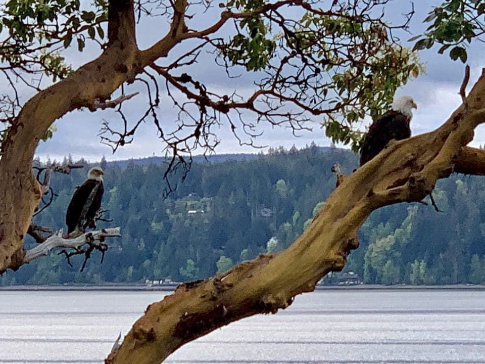 Bald Eagles in the trees outside, photo taken from the deck