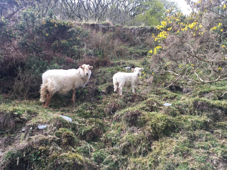 You are never too far from nature in Wales 