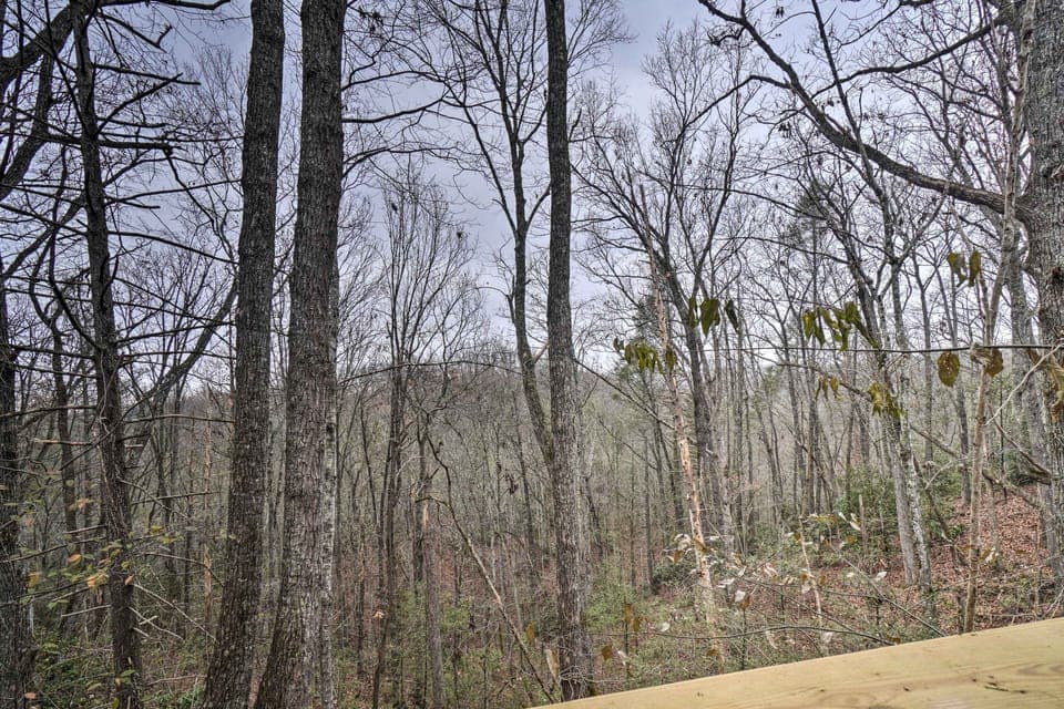 Forest Views from Cabin