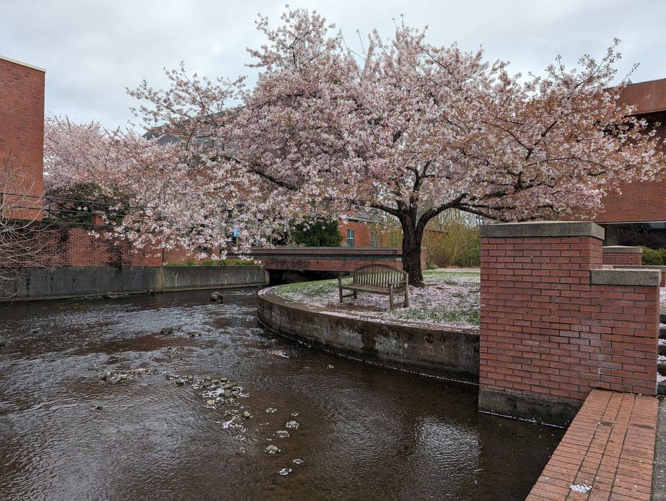 Cherry Blossom Tree at peak bloom in March-Willamette University Campus