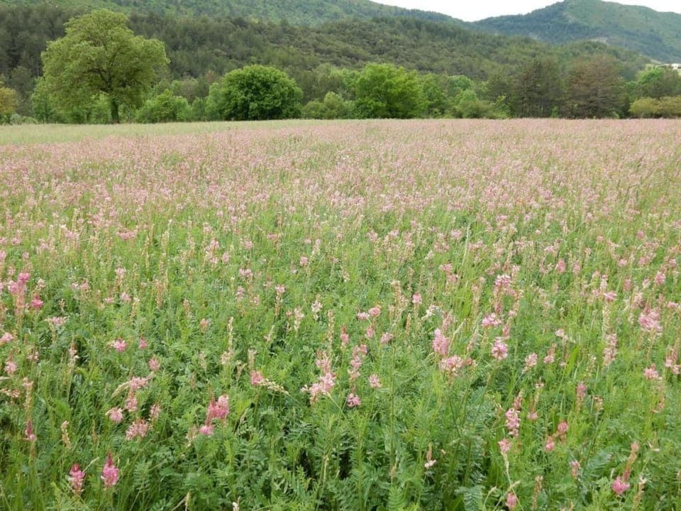 Region [summer] (>5 km)