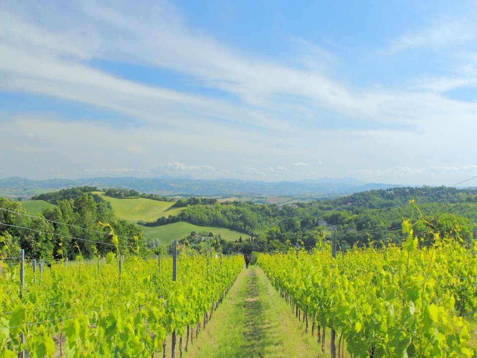 Region [summer] (>5 km)