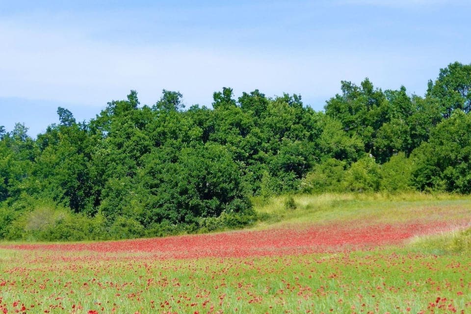 View from Holiday Home [summer]