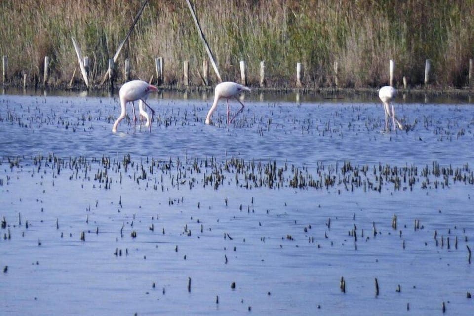 Region [summer] (>5 km)