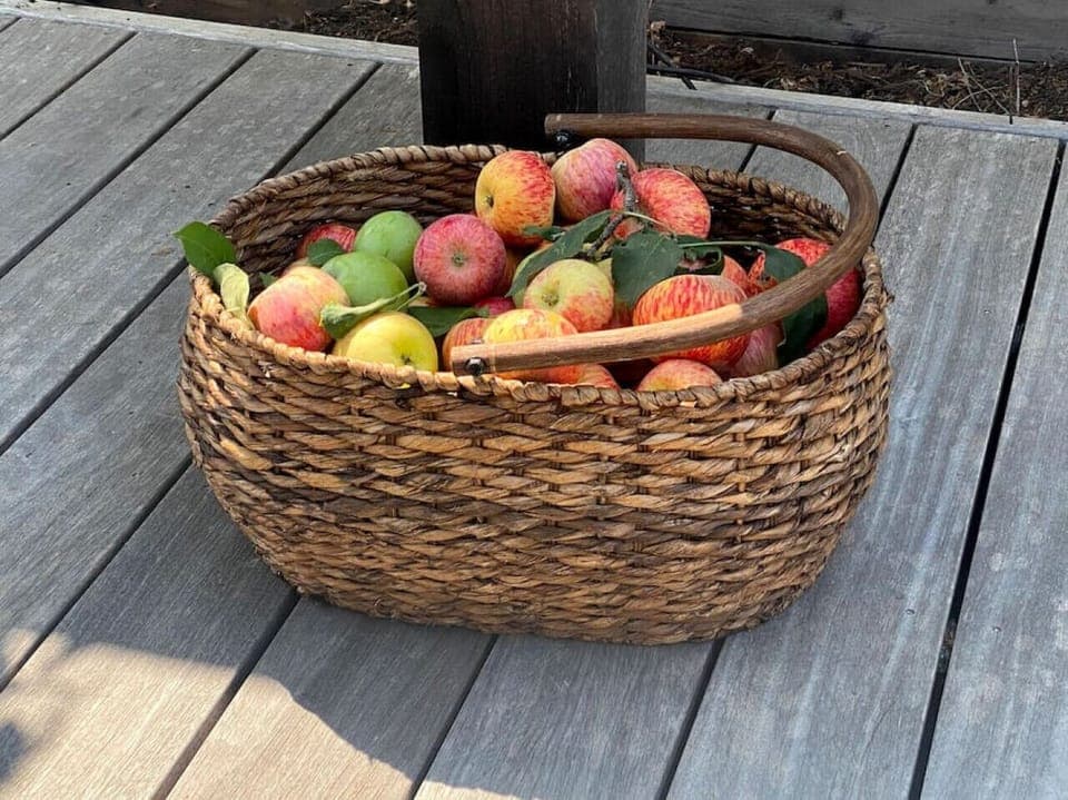 Pick and enjoy delicious Gravenstein apples from the orchard