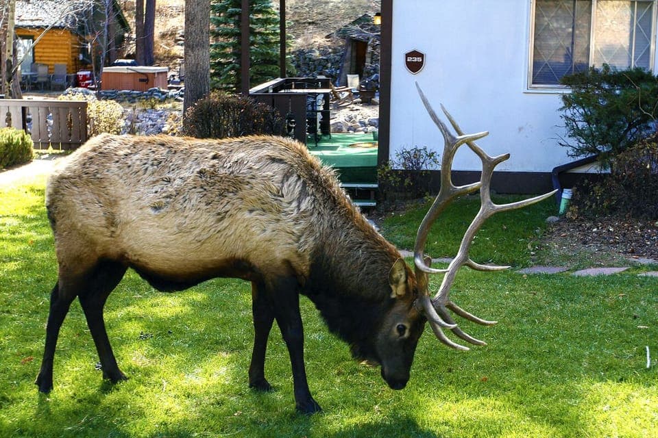 Bull Elk Visiting Fawn Valley Inn!
