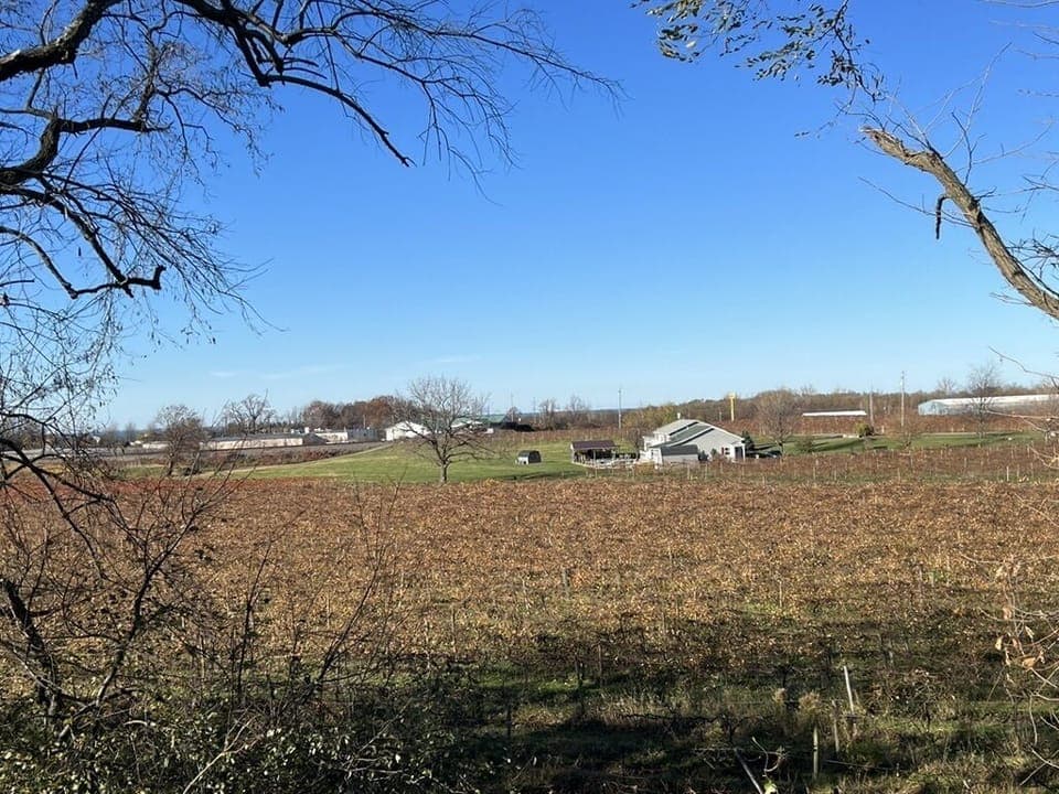 View of Vineyards from the kitchen