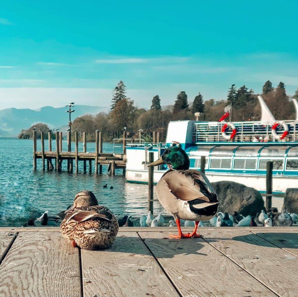 Ducks Social Distancing 