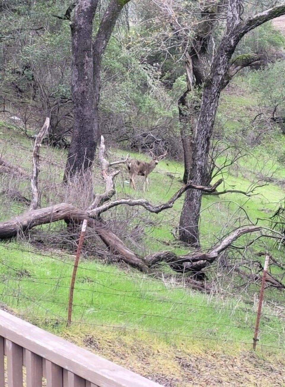 Wake up and see the incredible wildlife roaming about