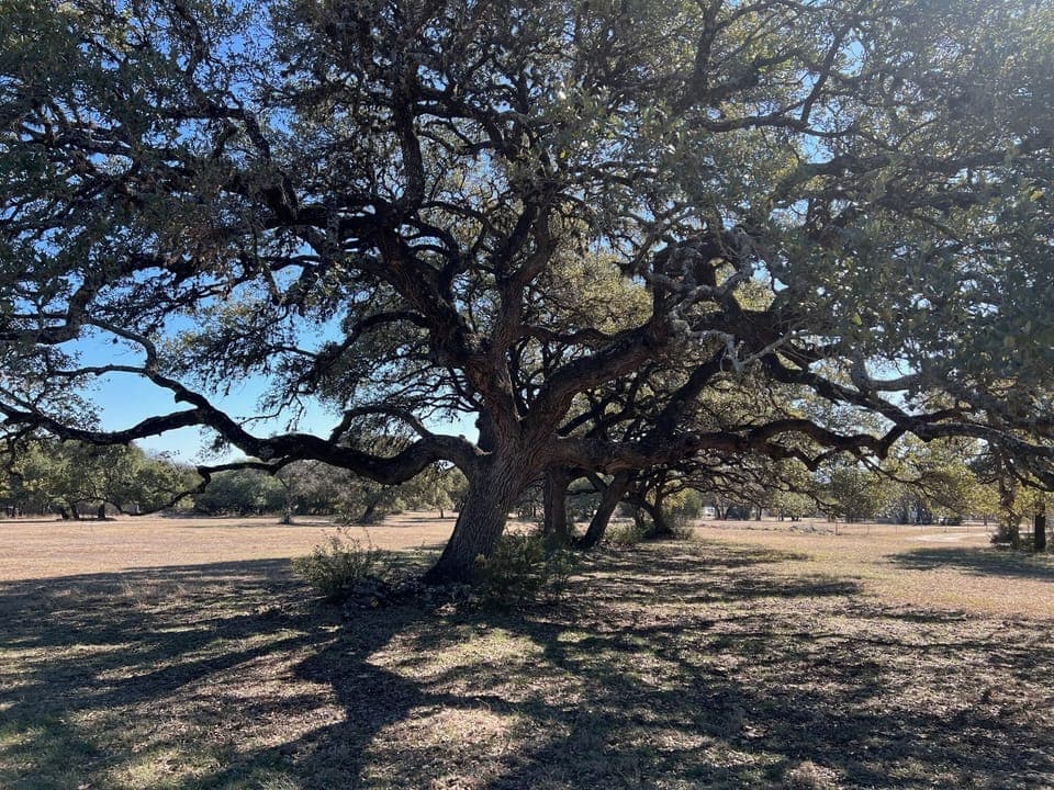 Majestic Oak