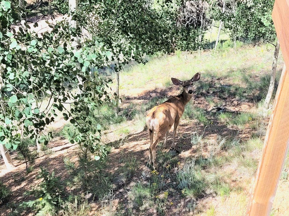 Deer are frequent visitors right outside by the deck.