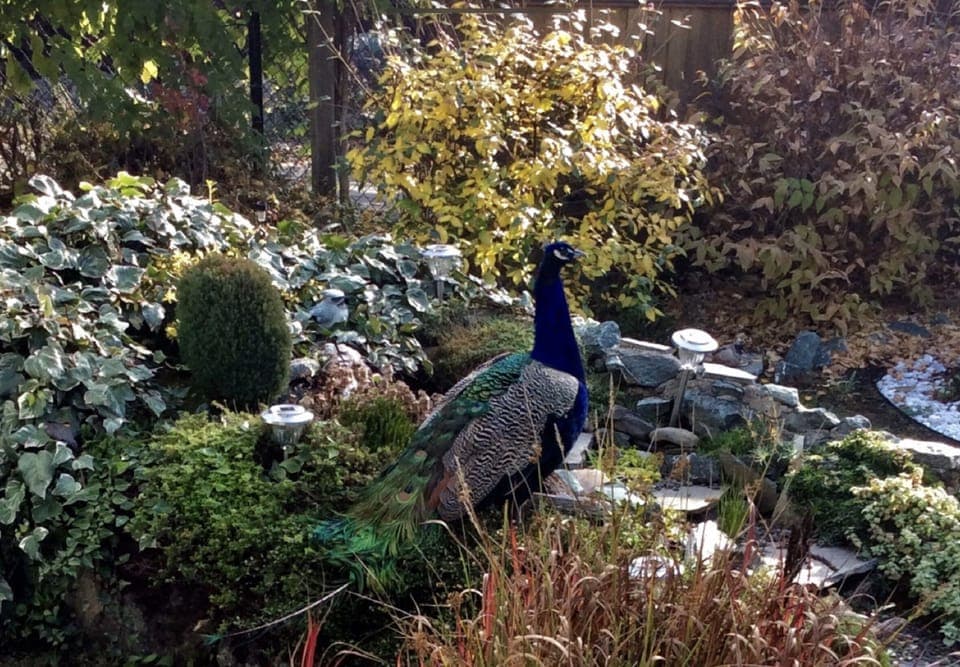 We had a wandering peacock visit us last year 