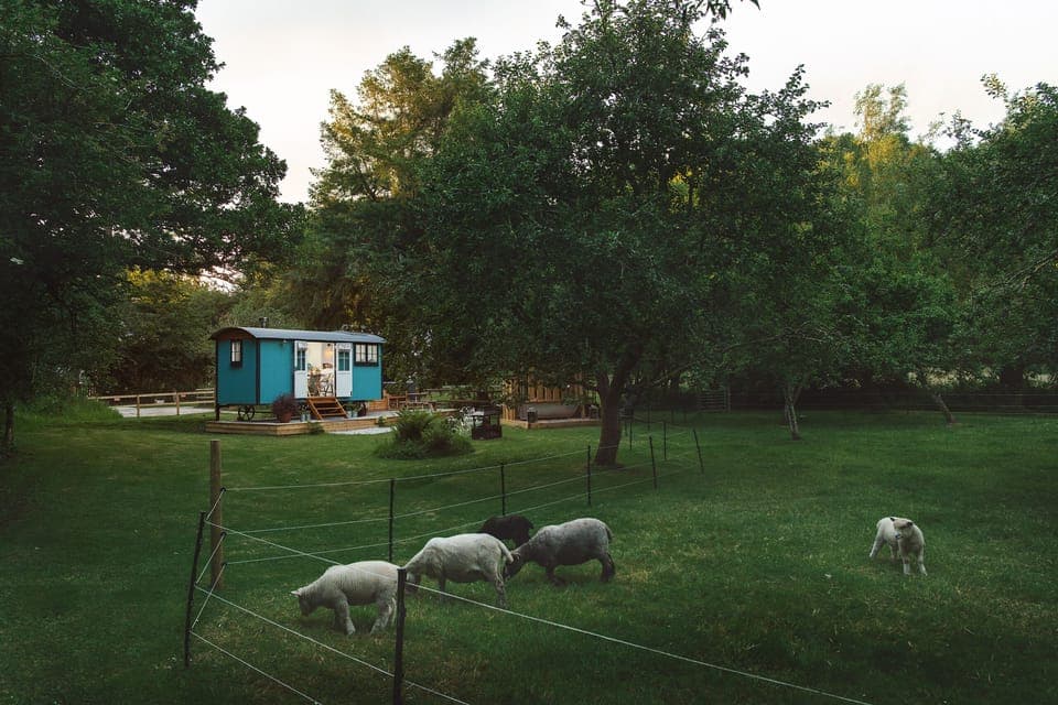 Your Own Flock of Ryland Sheep