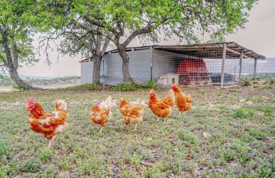 Chickens On-Site | Complimentary Fresh Eggs (Upon Request)