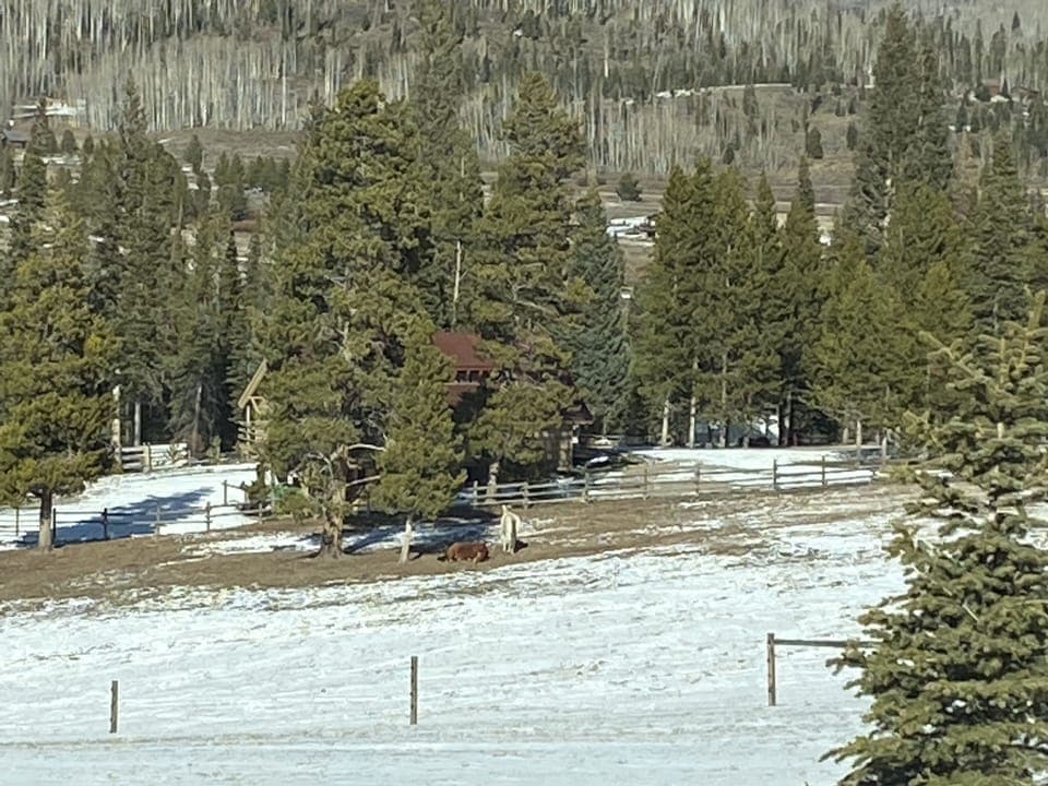 Neighbors' horses resting under tree--view from master bedroom window.